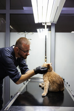 Side view of male veterinary doctor examining cat in vet clinic room