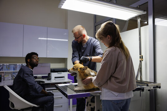 Doctor looking at owner caress dog and colleague examining ear of pet
