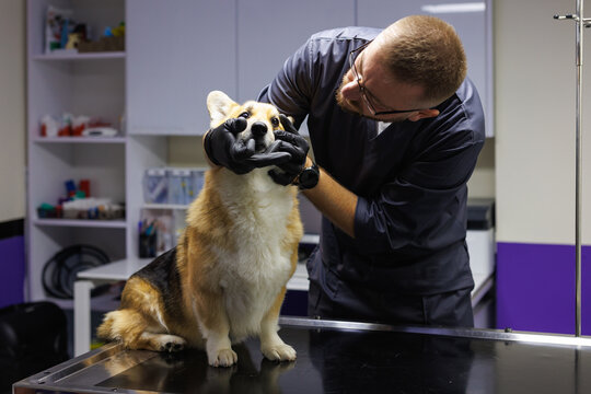Young adult male veterinary doctor examining face of adorable dog