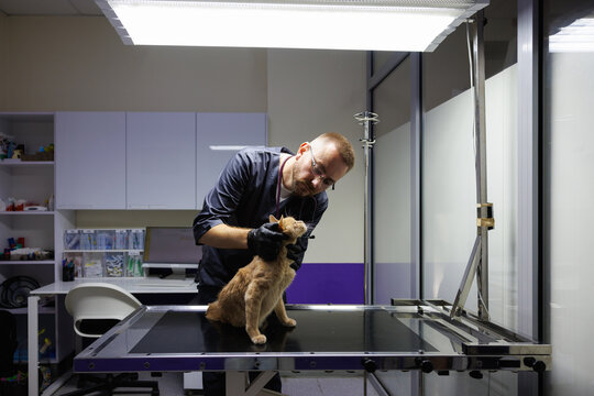 Young adult male veterinary doctor examining face of red hair cat