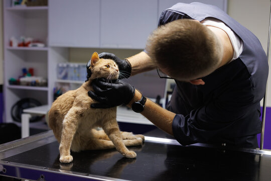 Focused young adult male veterinary doctor checking face of cat