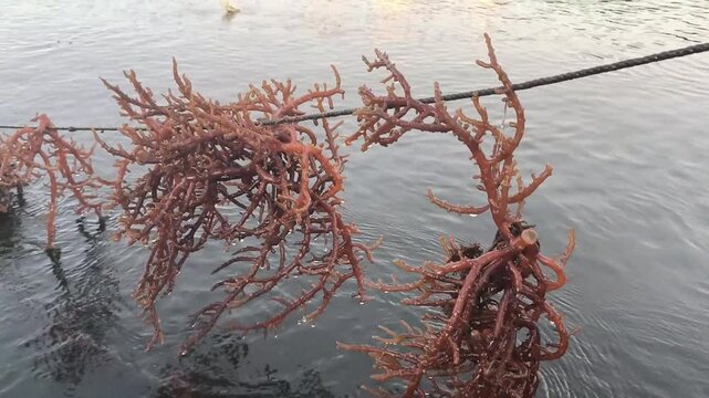 Red seaweed aquaculture farming on longline ropes for carrageenan production and sustainable marine industry.