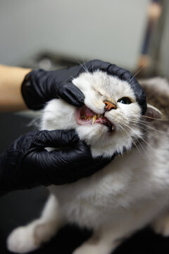 Partial female vet doctor examining mouth or teeth of adorable cat