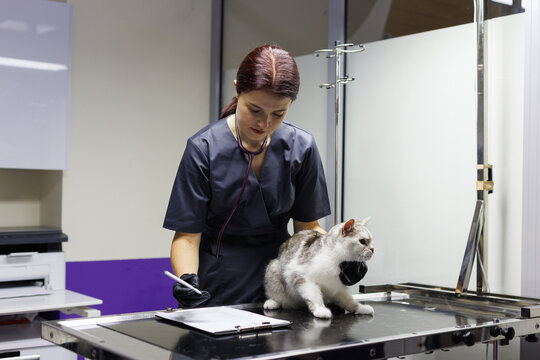 Veterinary doctor examining cat on examining table and writing results