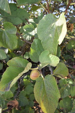 Figue sur une branche de figuier