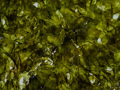 Seaweed texture