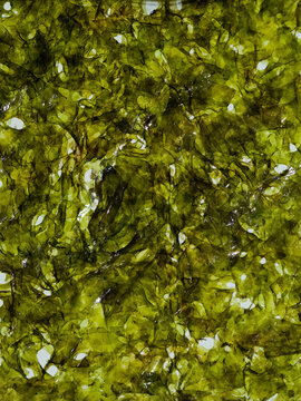 Nori chips macro