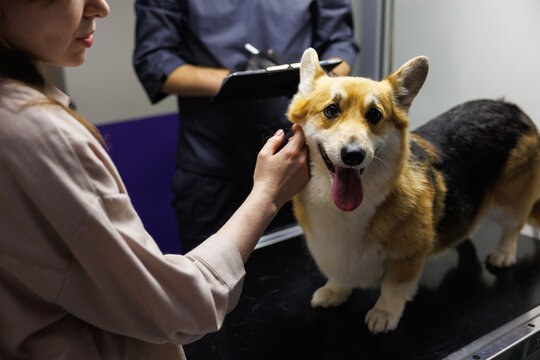 Owner caressing dog near male veterinary doctor writing in clipboard