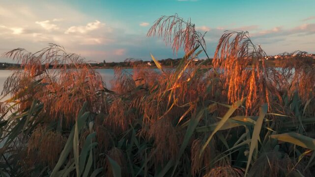 Golden Reeds Swaying by Lake at Sunset