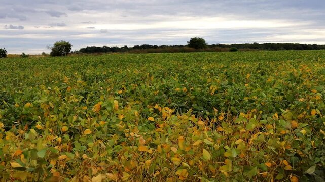 Vast agricultural soybean field with green and yellowing leaves under a cloudy evening sky. The video is captured from a low angle, showing ripening crops and distant trees on the horizon swaying gent