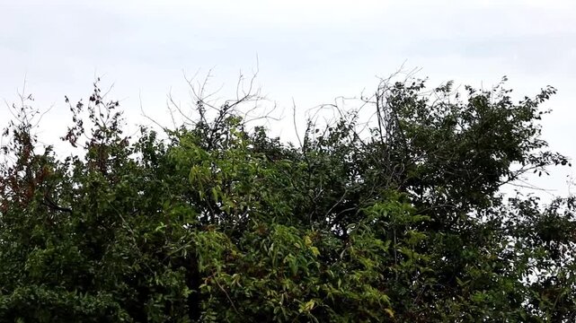 Lush treetops and dense green bushes stand against a bright overcast sky. Filmed from a low angle, the video showcases natural leaf textures, dry branches, and gentle movement in the breeze under a cl