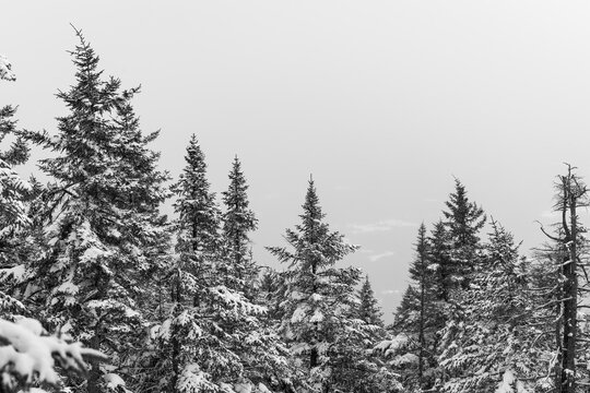 Vermont 91