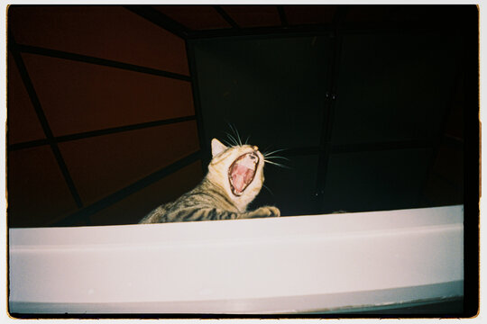 Cat Yawning
