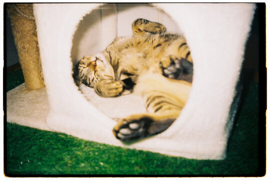 Cat sleeping in bed