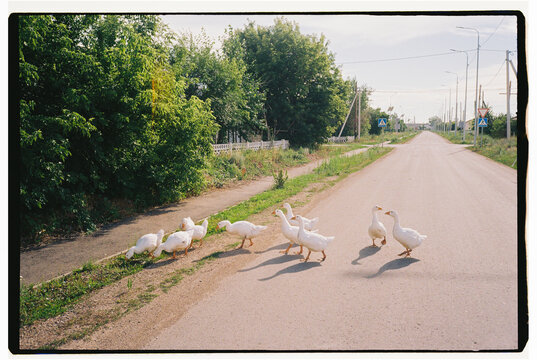 White domestic geese crossing a quiet rural road