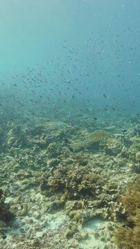 Amidst the sparkling blue waters, colorful coral reefs sway gently while schools of fish dance around, showcasing their beauty and life beneath the sea, a captivating glimpse of nature's wonders.