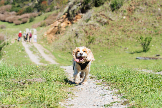 Cocker Spaniel Running on Trail