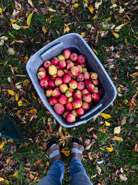 Freshly Harvested Apples in Bin