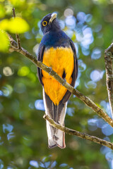 Obraz premium Surucua trogon