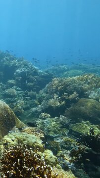 Glimpse the underwater world where colorful fish dance around coral formations. The sun filters through the surface, illuminating the lush marine life. Witness this serene adventure beneath the waves.