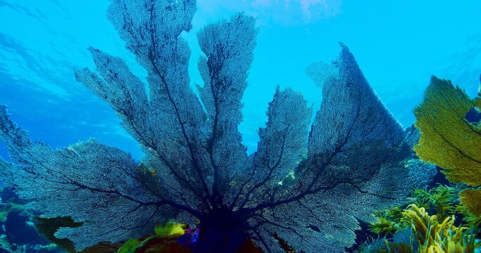 Low angle underwater shot of a large Gorgonian sea fan coral expanding wide against clear blue ocean water in a tropical coral reef ecosystem. Concept of marine biodiversity, underwater conservation