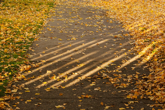 Sunlit Leaves on Coyhaique Walkway