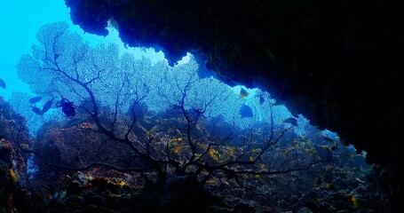 Underwater view of a large school of yellowtail fusilier fish swimming together in deep blue ocean water along a tropical coral reef wall. Concept of marine life, and scuba diving adventure © Andi