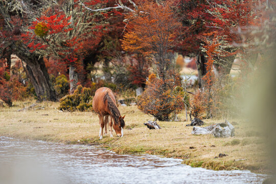 Chestnut Horse by Autumn Shoreline