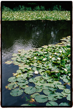 Water lilies floating