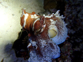 Octopus Close Up Showing Camouflage and Eye © Andrea