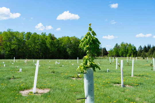 Protected Maple Seedling in Sunlit Field