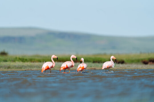 Four Chilean Flamingos in Wetland Lagoon