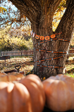 Backyard with pumpkins and Halloween decorations for autumn season
