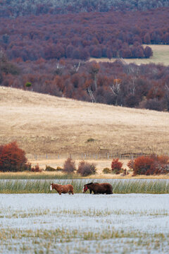 Two Horses by Lago Pollux Reeds