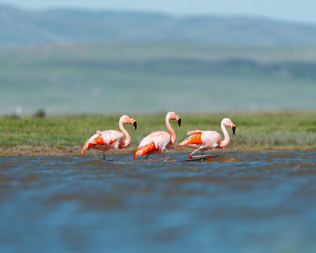 Chilean Flamingos Feeding in Shallow Water
