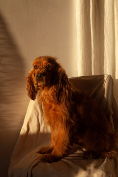 Cocker Spaniel in the golden sunlight