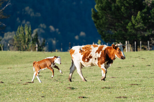 Calf Following Mother Cow
