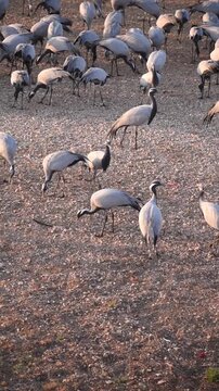 long leg cranes walking and eating. 