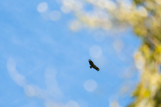 Andean Condor Soaring in Blue Sky