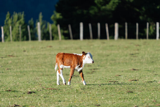Hereford Calf Walking in Pasture