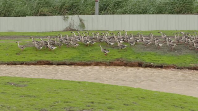 Flock of geese on grassy pond bank