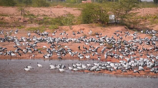 winter migratary bird Demoiselle cranes or kurja at Khichan village Rajasthan