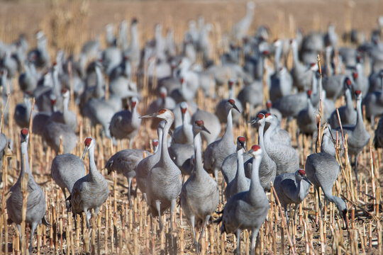 Gathering of sandhill cranes in a field
