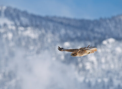 Red tail hawk flying against a backdrop of snow covered mountains