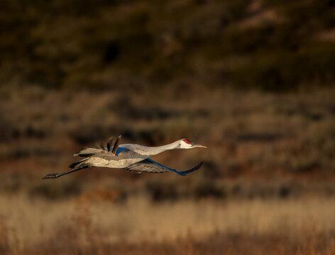 Sandhill crane at sunrise flying across a field