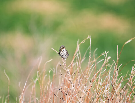 A small Savannah sparrow sitting on a bush