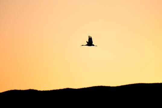 Sunset sillhouette of a sandhill crane