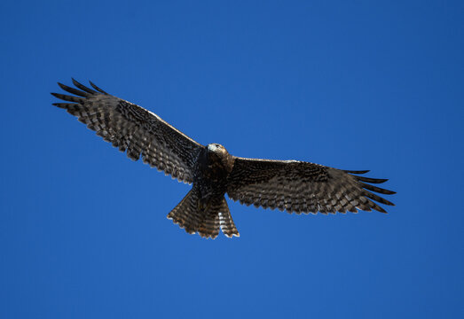 Close up of a red tail hawk against the blue sky