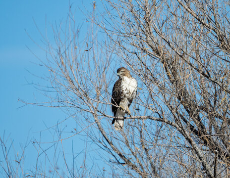 Sitting in a tree a young red tail hawk is looking around