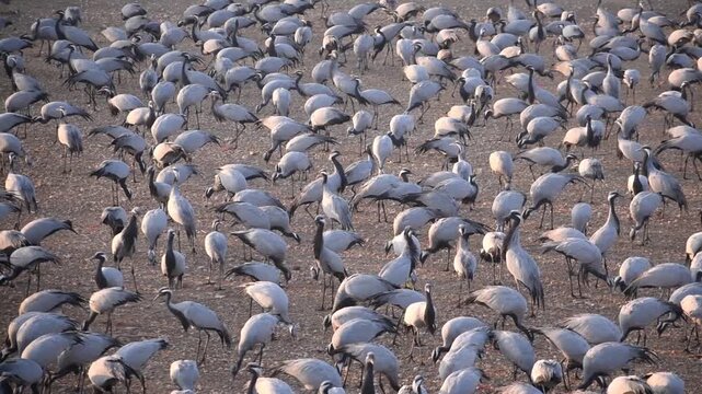 Demoiselle cranes walking and feeding at their wintering ground in Khichan Rajasthan